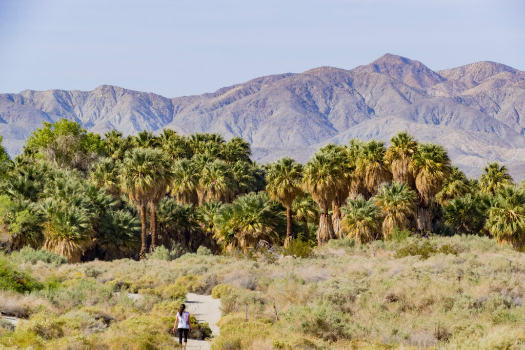 The palm trees at Coachella Valley Preserve