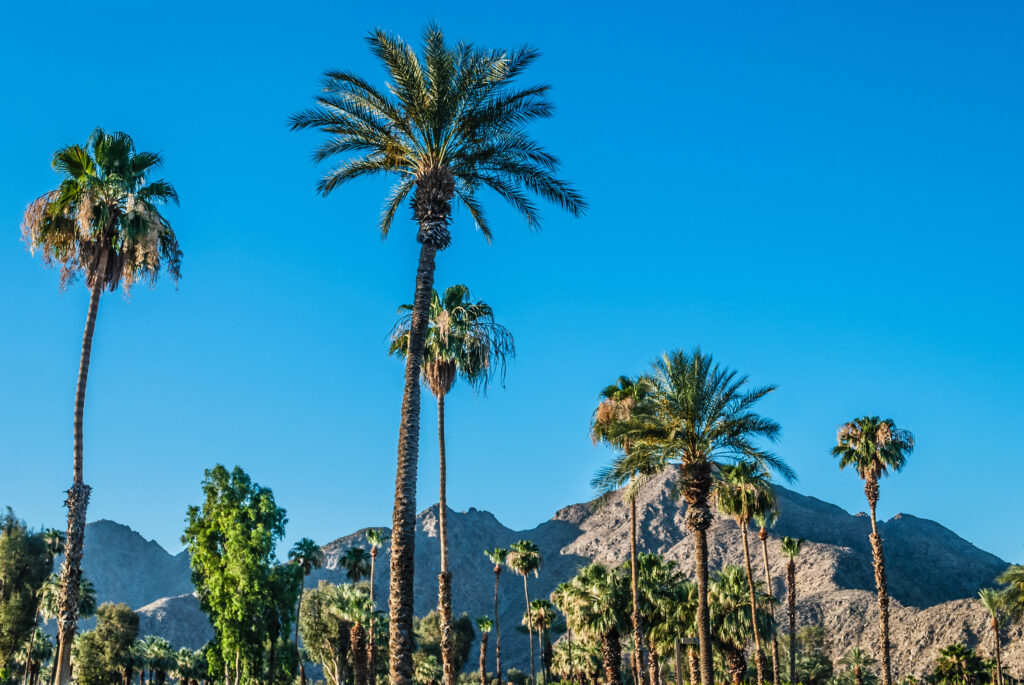 A Palm Springs landscape with Palm trees and the San Jacinto Mountain range.