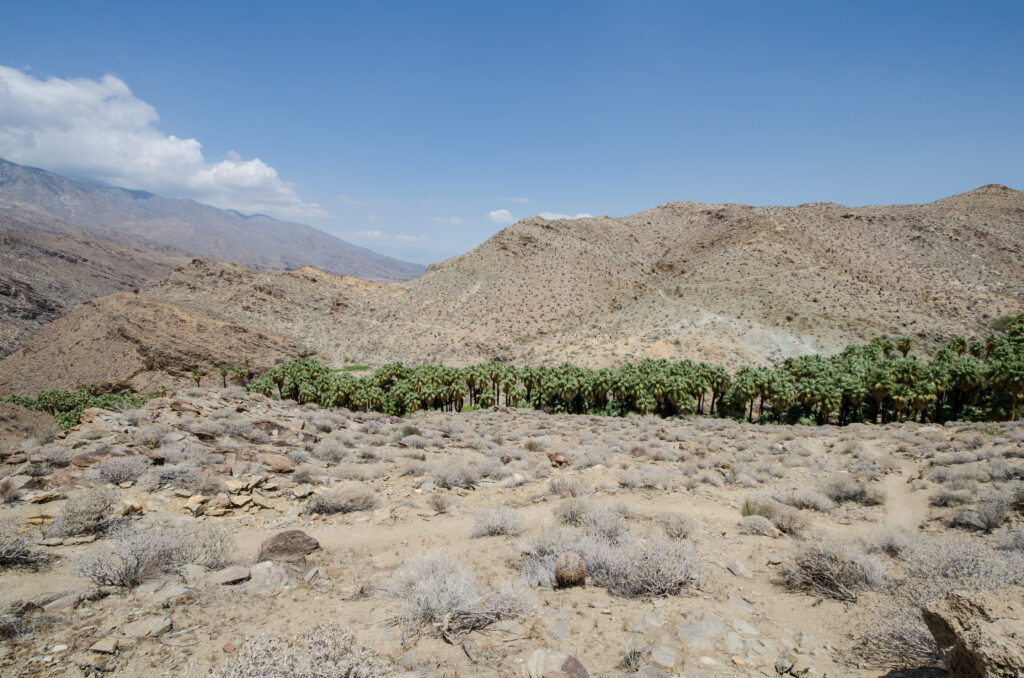 An oasis of palm trees off in the distance in the Indian canyons area of Palm Springs, in Riverside County, California