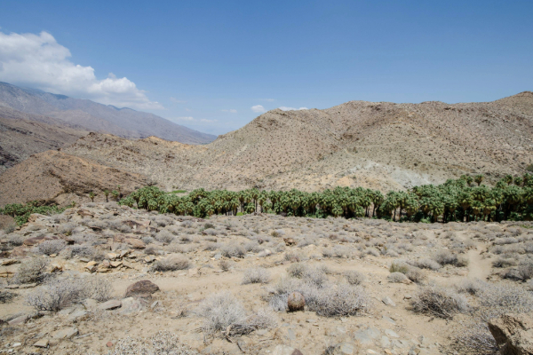 palm trees indian canyons hike palm springs
