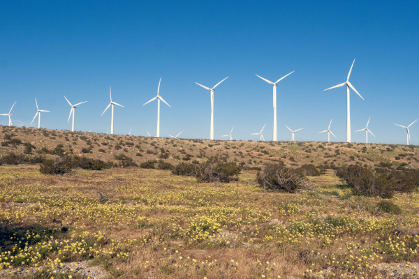 wildflower bloom in the desert with windmills in the background