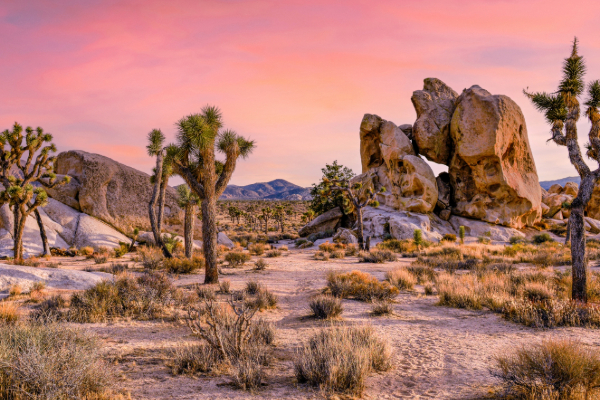 sunset in joshua tree