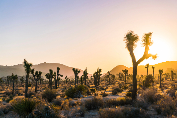 sunset in joshua tree