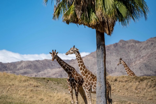 giraffes at the living desert and zoo in palm springs