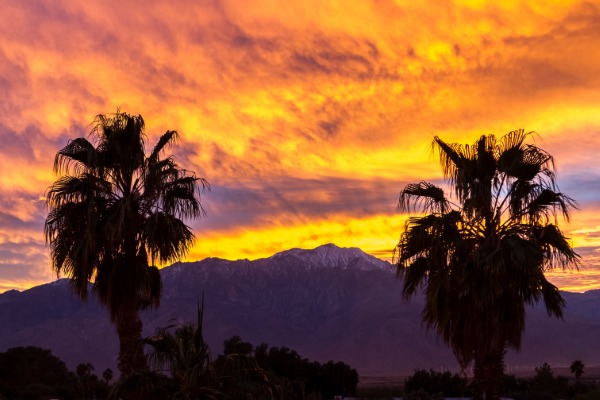 desert sunset with palm trees