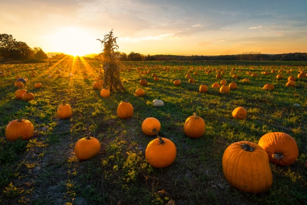 halloween in the desert pumpkin patch