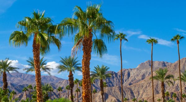 Palm trees with mountain range background in La Quinta, California in the Coachella Valley,