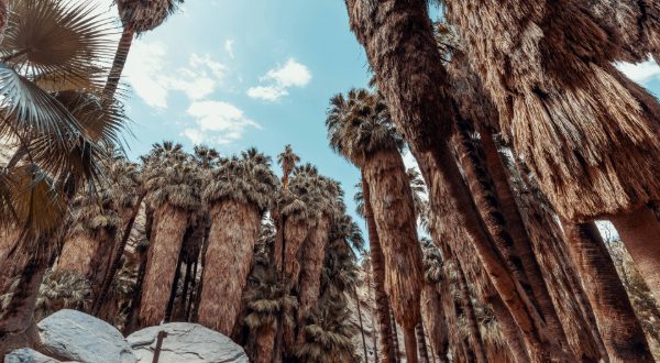 palm trees in indian canyons hike palm springs